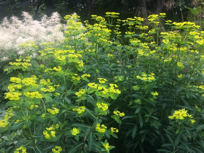 Long-leaved spurge