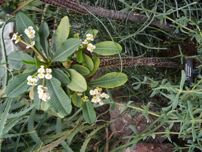 Crested Euphorbia