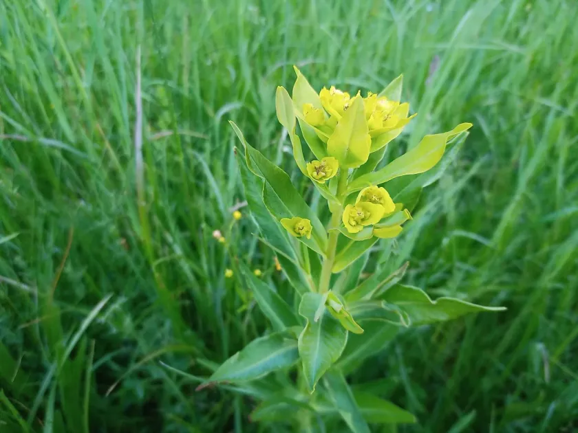 Shining spurge