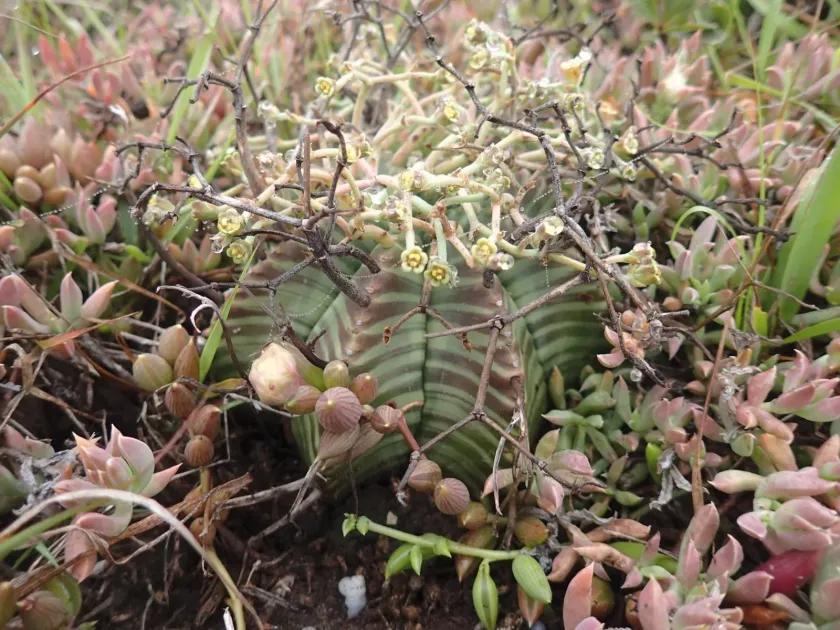 Euphorbia valida
