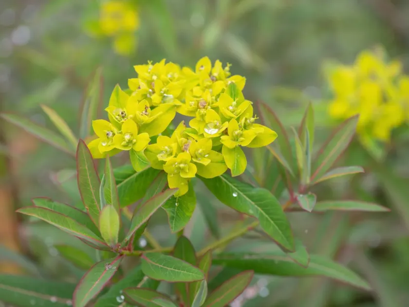 Sikkim spurge