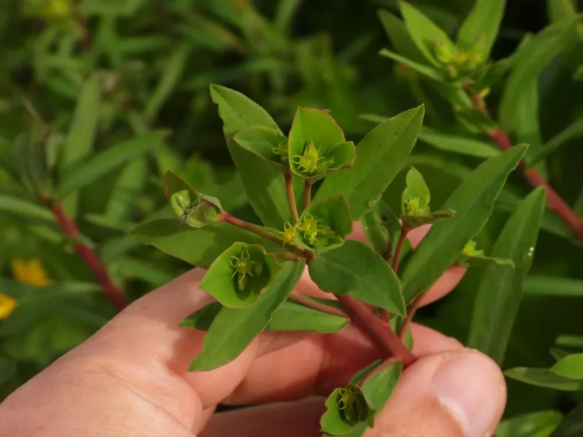 Terracina spurge