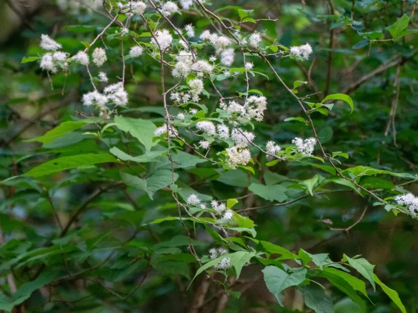 Symplocos sawafutagi