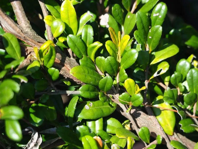 Eurya emarginata