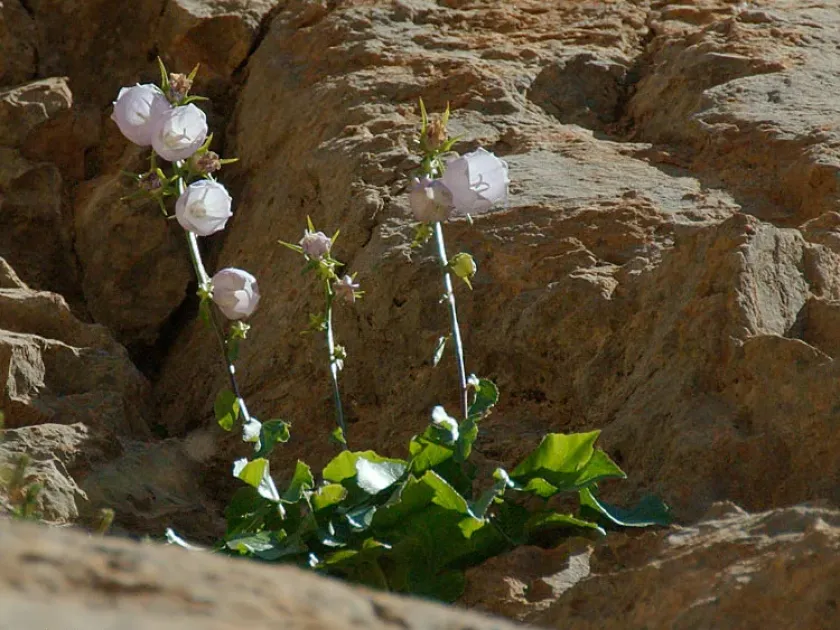 Cretan bellflower