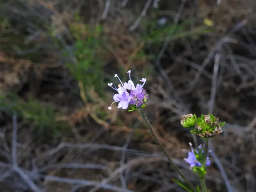 Succisa pinnatifida