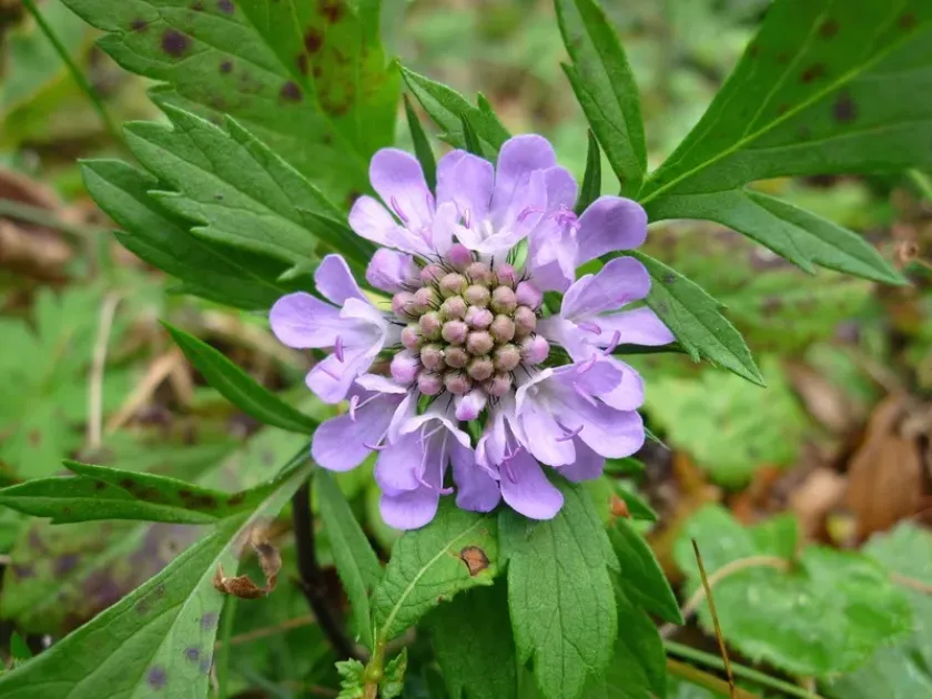 Scabiosa velenovskyana