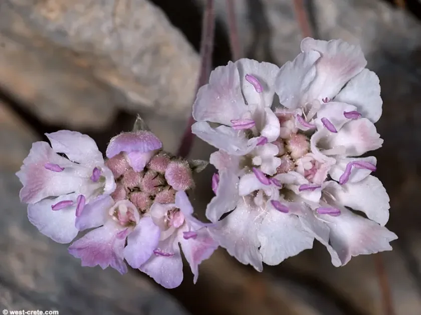 Scabiosa sphaciotica
