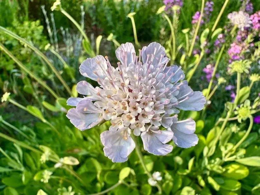 Scabiosa minoana