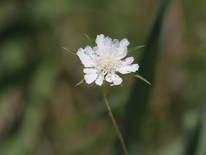 Silver pincushion