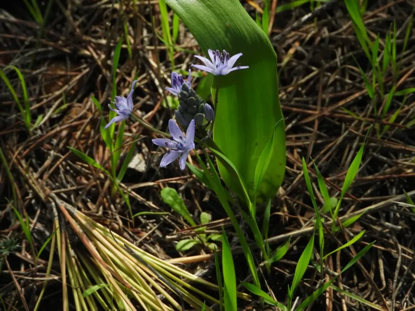 Scilla monophyllos