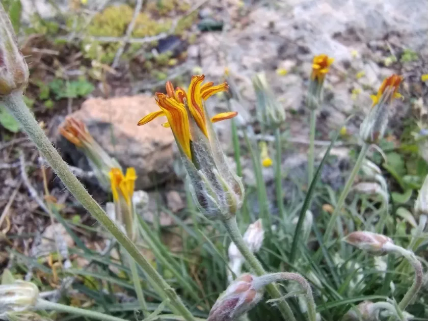 Cretan viper's-grass