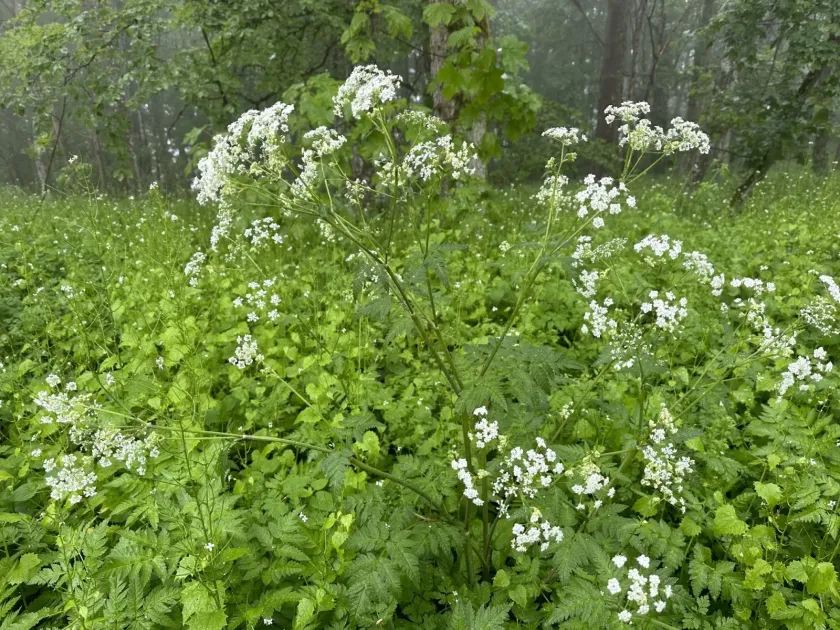 Shining chervil