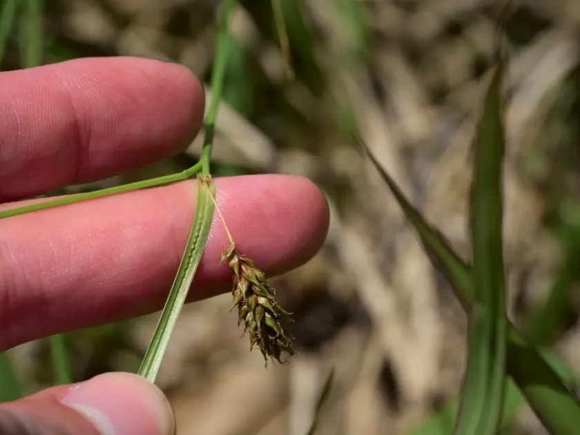 Distant sedge