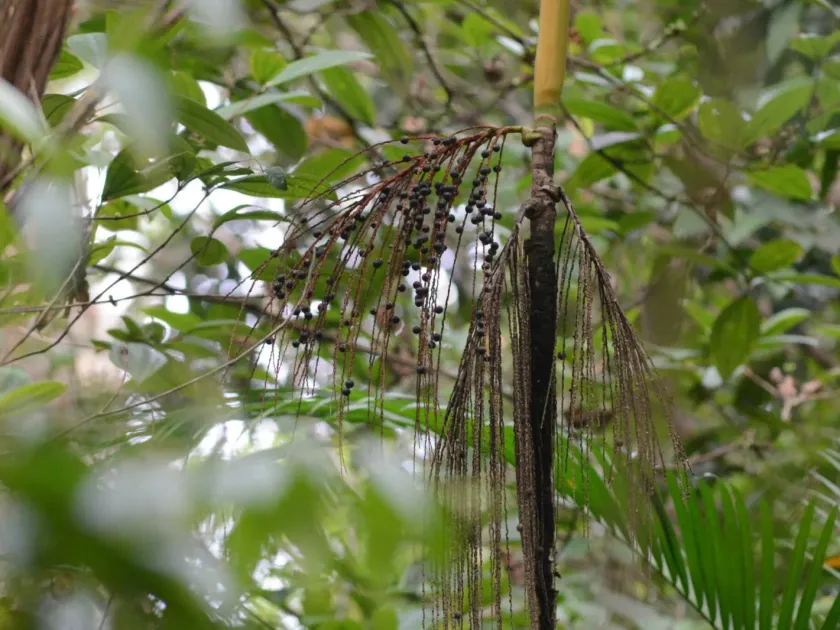 Euterpe edulis