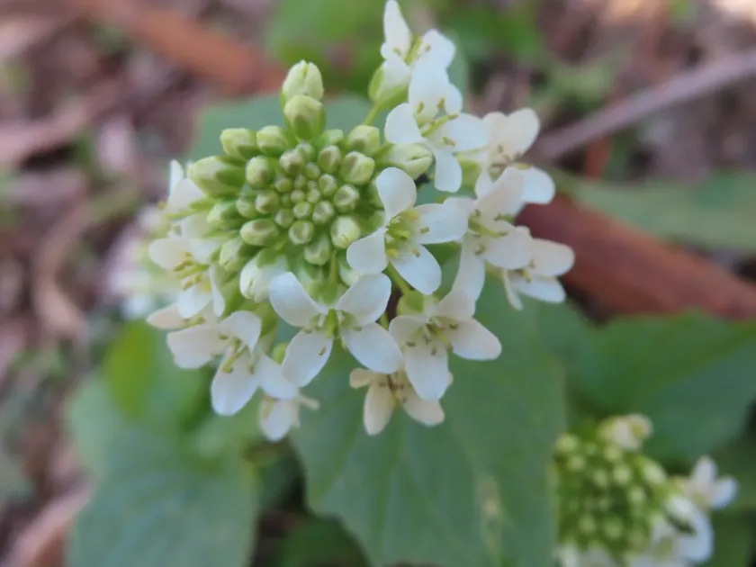 Wasabi