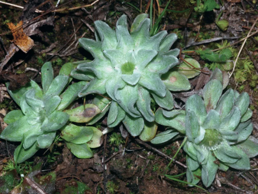 Filago lusitanica