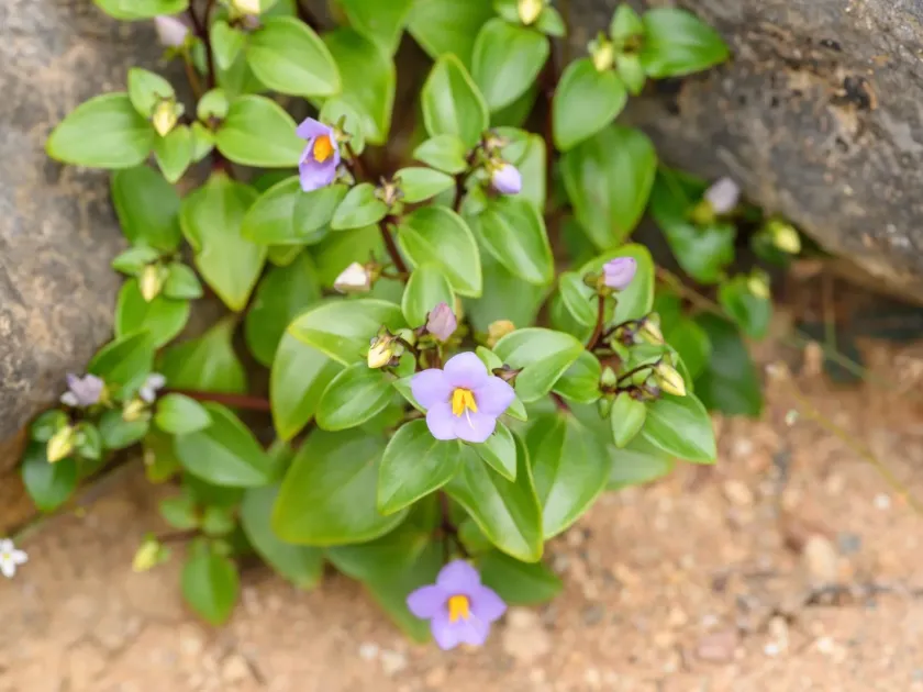 Exacum affine