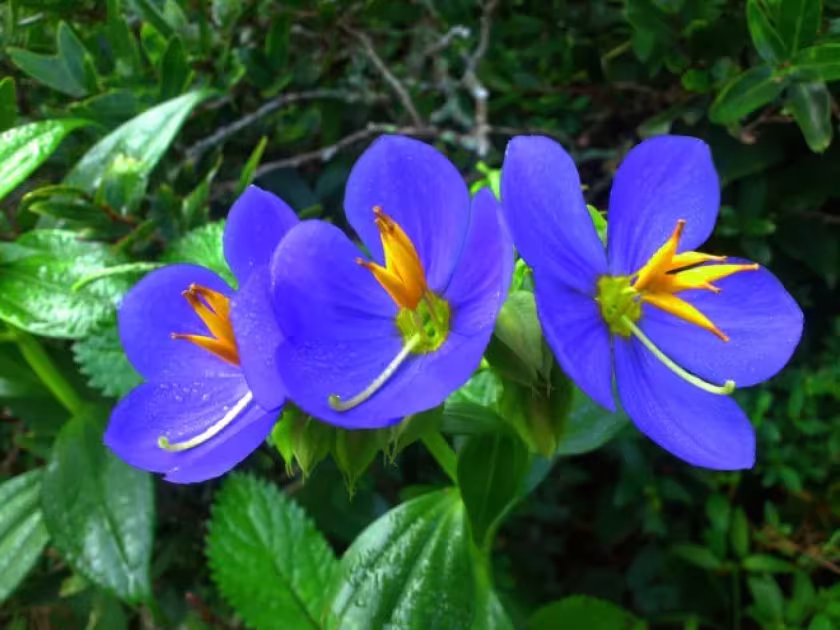 Exacum zeylanicum