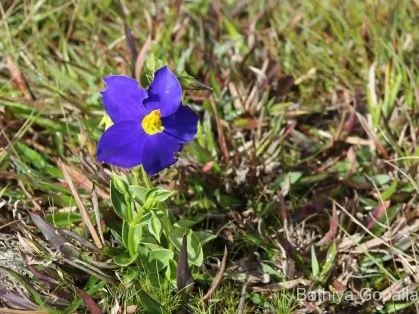 Exacum zeylanicum var. macranthum
