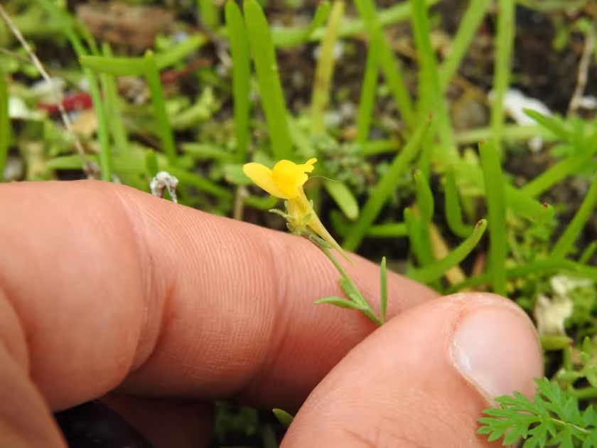 Linaria munbyana
