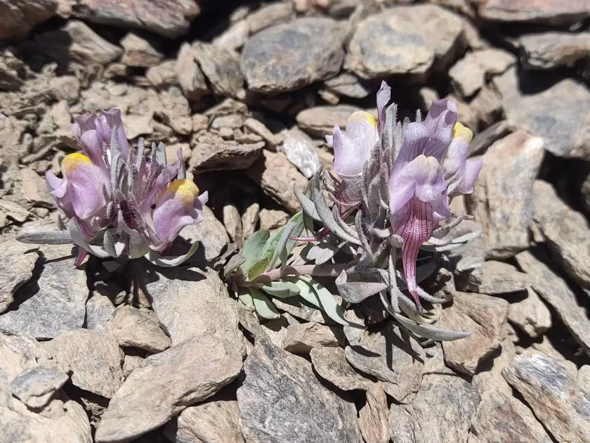 Linaria glacialis