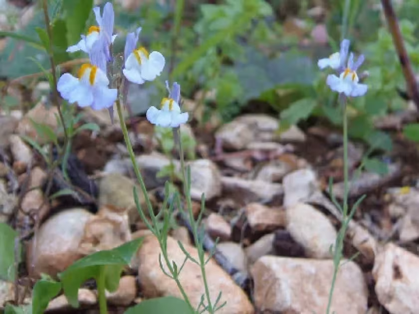 Linaria orbensis