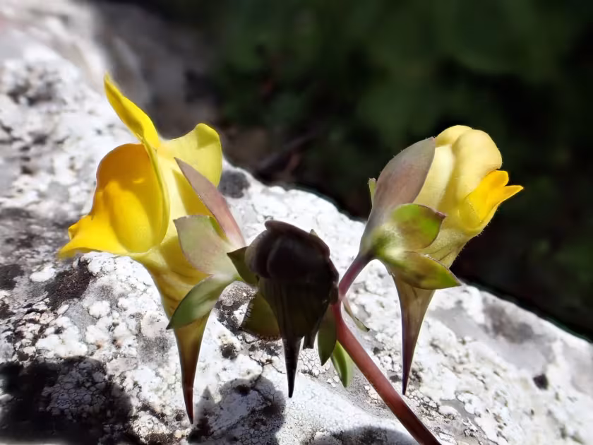 Linaria platycalyx