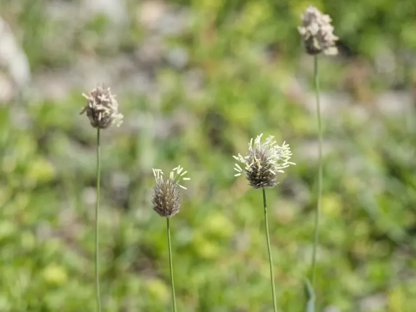 Gerard's foxtail