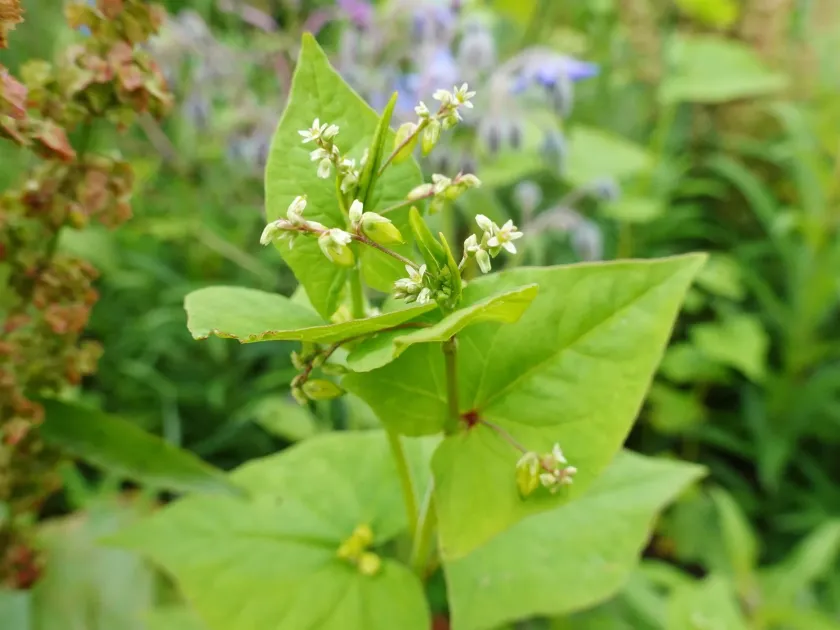 Tartary buckwheat