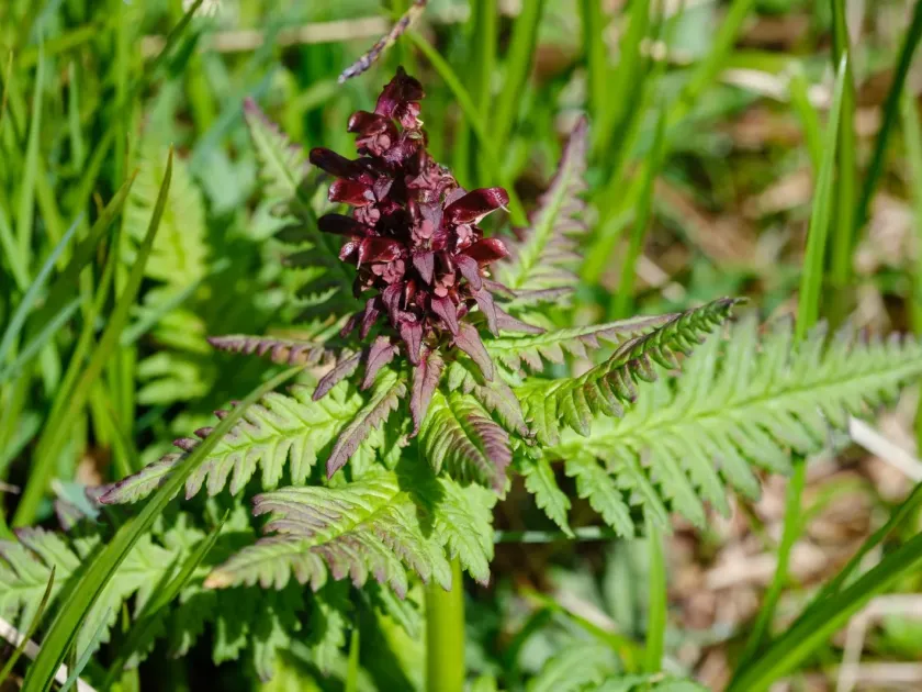 Beaked lousewort