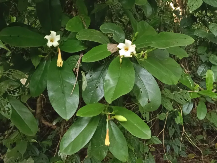 Fagraea ceilanica