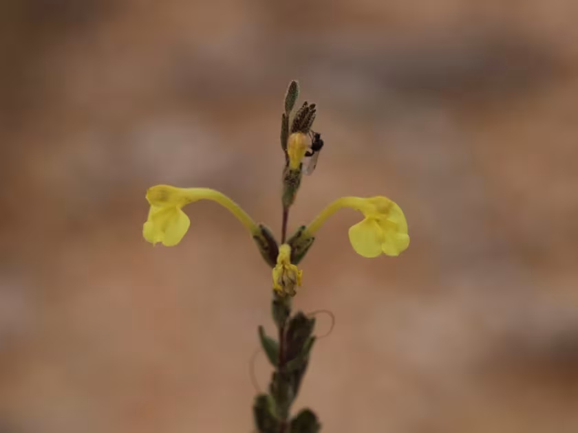 Macrosyringion longiflorum