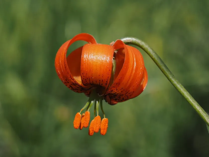 Carniolan lily