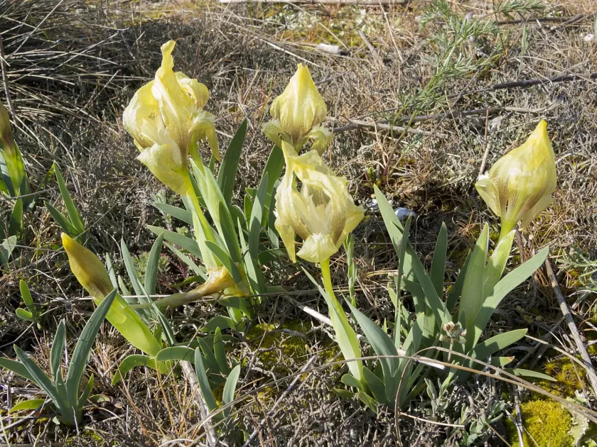 Fragrant iris