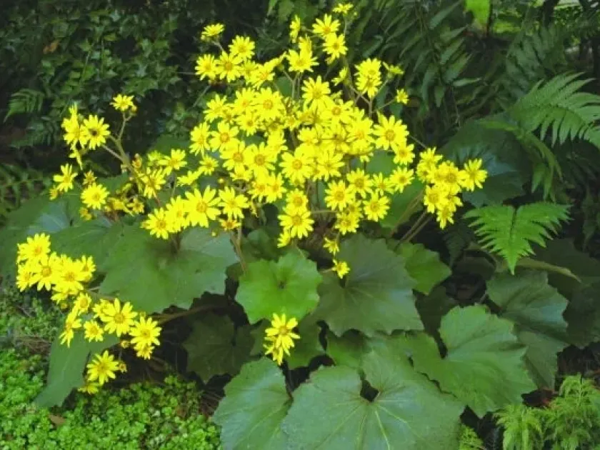 Farfugium hiberniflorum