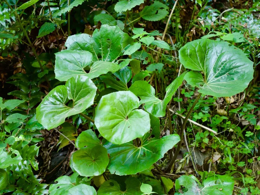 Japanese silver leaf