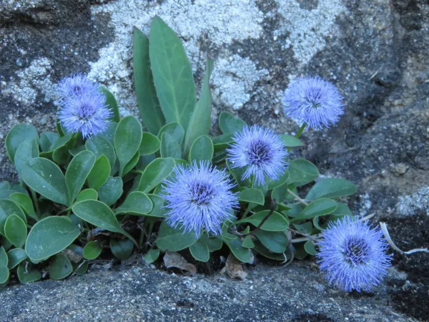 Globularia incanescens