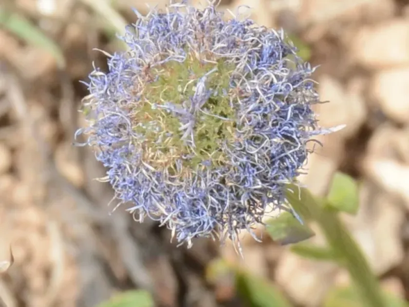 Globularia trichosantha