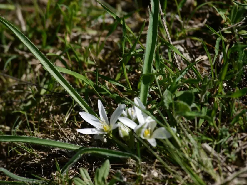 Fringed Star-of-Bethlehem