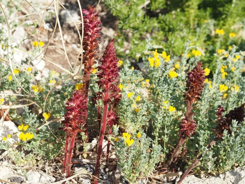 Bloody broomrape