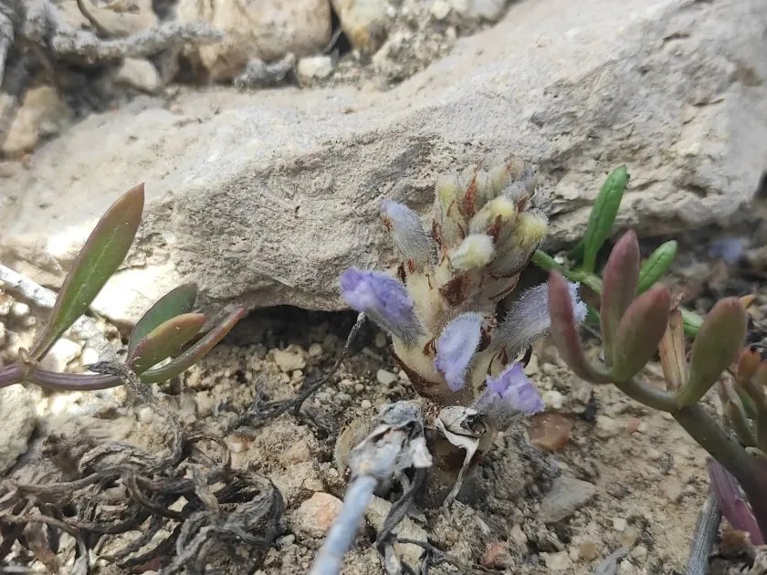 Orobanche camphorosmae