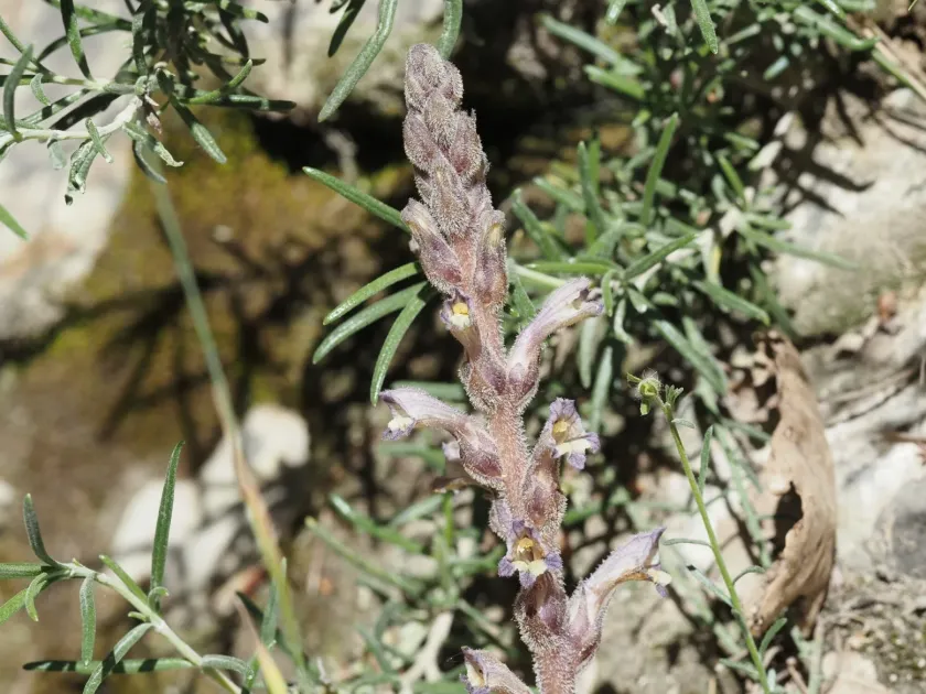 Rosemary broomrape