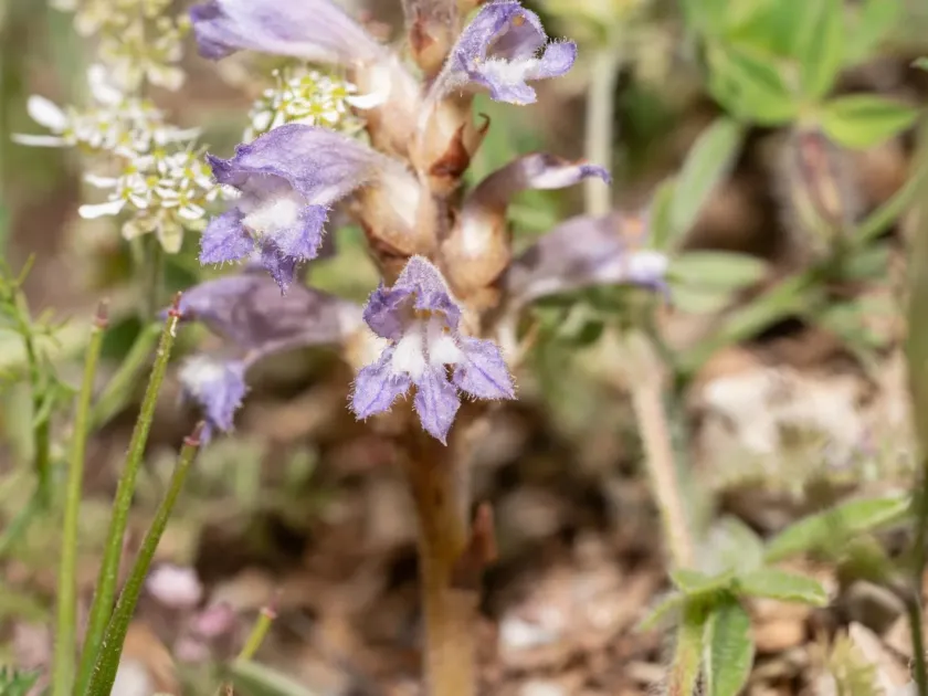 Branched broomrape