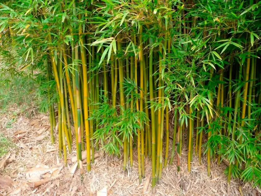 Fountain bamboo
