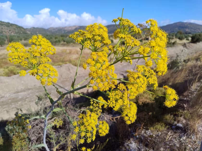 Ferula tingitana