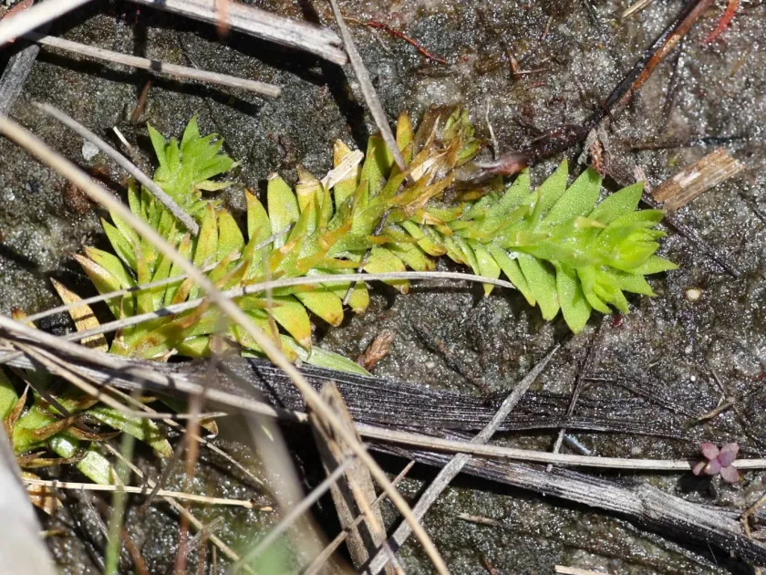 Carolina clubmoss