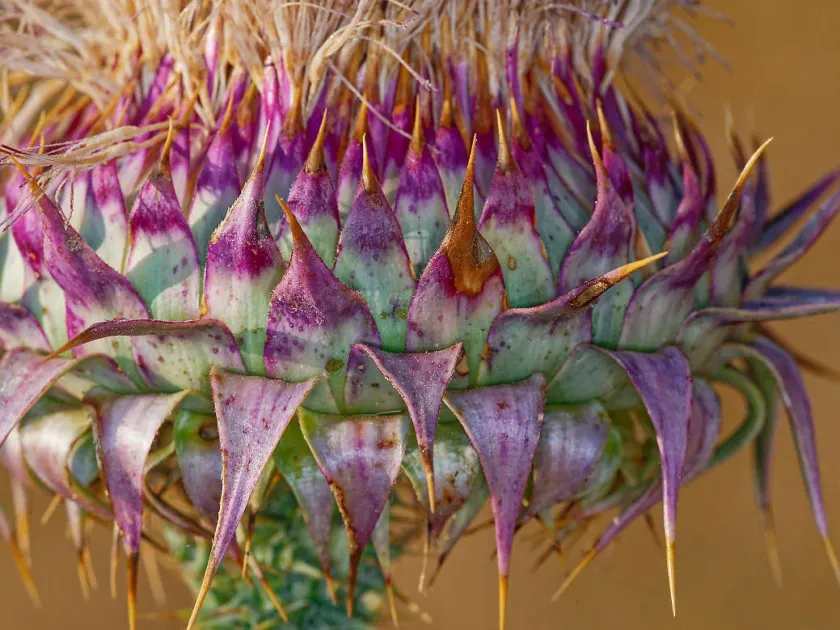 Onopordum laconicum