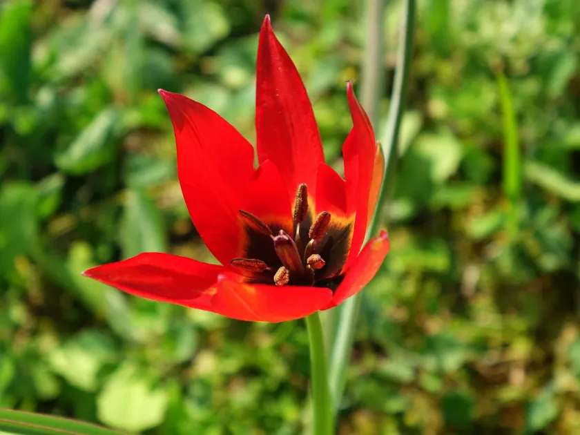 Aximensis Tulip