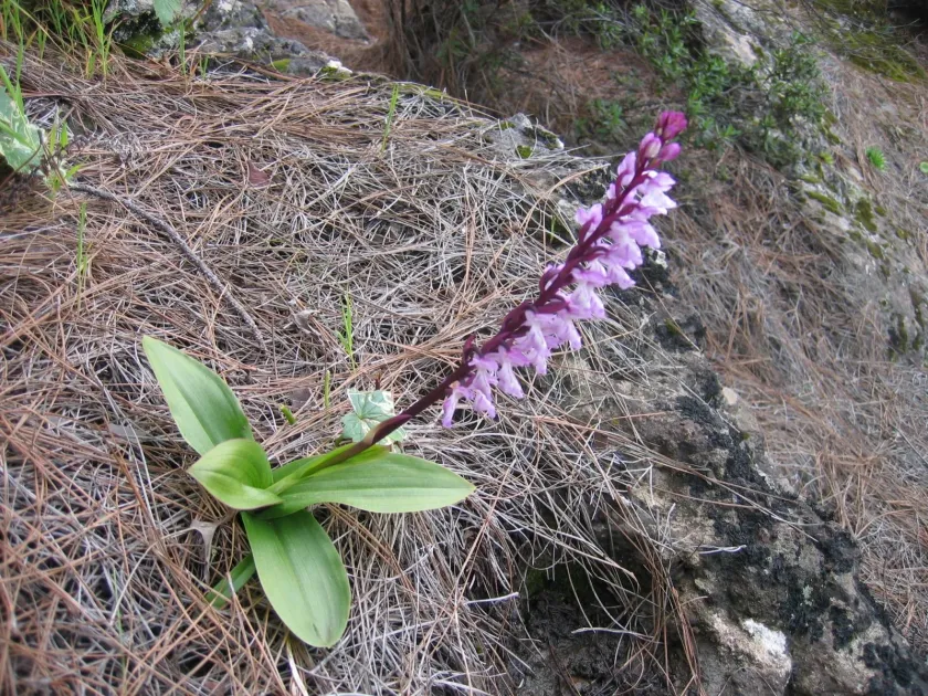 Canary Island Orchid